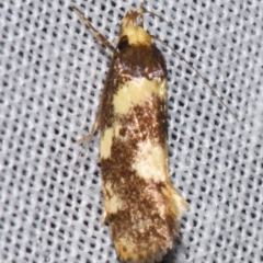 Eulechria marmorata (A Concealer moth (Eulechria group)) at Sheldon, QLD - 9 Mar 2024 by PJH123