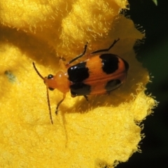 Aulacophora hilaris (Pumpkin Beetle) at Conder, ACT - 18 Jan 2024 by MichaelBedingfield