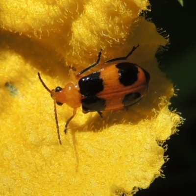 Aulacophora hilaris (Pumpkin Beetle) at Conder, ACT - 17 Jan 2024 by MichaelBedingfield