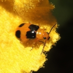 Aulacophora hilaris at Conder, ACT - 18 Jan 2024