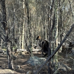 Wallabia bicolor at Denman Prospect, ACT - 4 Aug 2024 11:14 AM