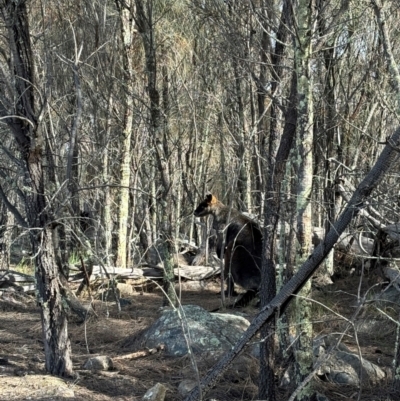 Wallabia bicolor (Swamp Wallaby) at Denman Prospect, ACT - 4 Aug 2024 by Choyster