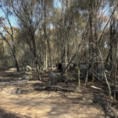 Wallabia bicolor at Denman Prospect, ACT - 4 Aug 2024