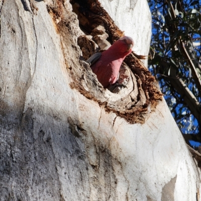 Eolophus roseicapilla (Galah) at Barton, ACT - 6 Aug 2024 by Steve818