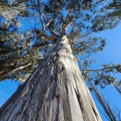 Eucalyptus bicostata (Southern Blue Gum, Eurabbie) at Barton, ACT - 6 Aug 2024 by Steve818