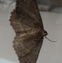 Acodia pauper (A Geometer moth (Larentiinae)) at Borough, NSW - 5 Aug 2024 by Paul4K