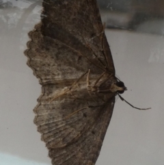 Acodia pauper (A Geometer moth (Larentiinae)) at Borough, NSW - 4 Aug 2024 by Paul4K