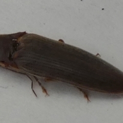 Monocrepidius (genus) at Borough, NSW - suppressed