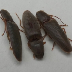 Monocrepidius (genus) at Borough, NSW - suppressed