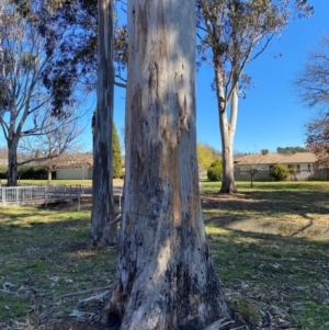 Eucalyptus globulus subsp. bicostata at Yarralumla, ACT - 6 Aug 2024