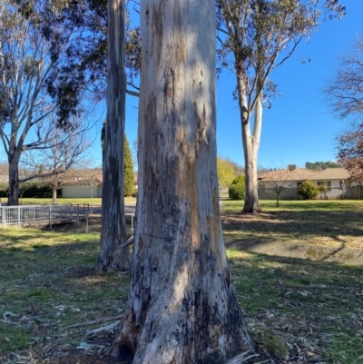 Eucalyptus bicostata (Southern Blue Gum, Eurabbie) at Yarralumla, ACT - 6 Aug 2024 by jks