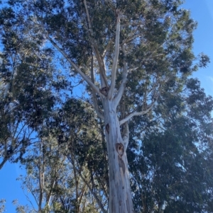 Eucalyptus globulus subsp. bicostata at Yarralumla, ACT - 6 Aug 2024