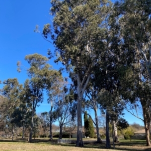 Eucalyptus globulus subsp. bicostata at Yarralumla, ACT - 6 Aug 2024