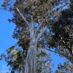 Eucalyptus globulus subsp. bicostata at Yarralumla, ACT - 6 Aug 2024