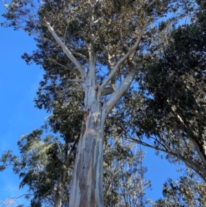 Eucalyptus globulus subsp. bicostata at Yarralumla, ACT - 6 Aug 2024