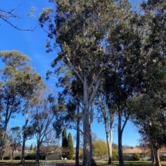 Eucalyptus globulus subsp. bicostata at Yarralumla, ACT - 6 Aug 2024