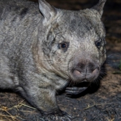 Lasiorhinus krefftii (Northern Hairy-nosed Wombat, Yaminon) at Elgin, QLD - 4 Jul 2019 by MichaelBedingfield