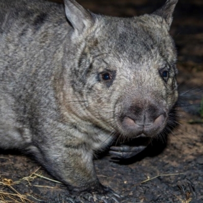 Lasiorhinus krefftii (Northern Hairy-nosed Wombat, Yaminon) at Elgin, QLD by MichaelBedingfield