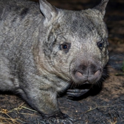 Lasiorhinus krefftii (Northern Hairy-nosed Wombat, Yaminon) by MichaelBedingfield