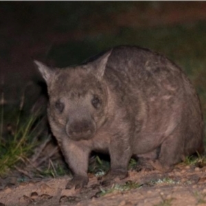 Lasiorhinus krefftii at suppressed - 4 Jul 2019