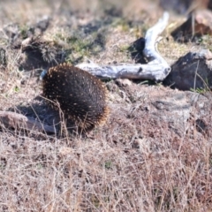 Tachyglossus aculeatus (Short-beaked Echidna) at Kambah, ACT - 6 Aug 2024 by Berno