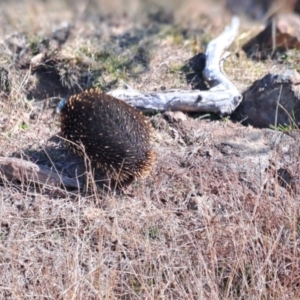 Tachyglossus aculeatus at Kambah, ACT - 6 Aug 2024