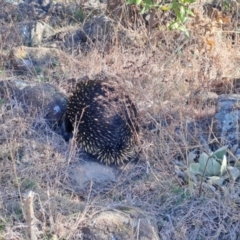 Tachyglossus aculeatus at Kambah, ACT - 6 Aug 2024