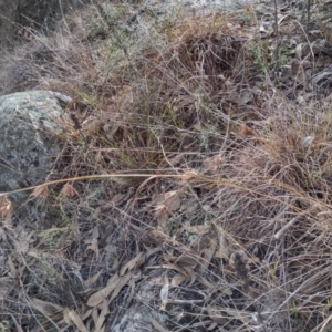 Themeda triandra at Chisholm, ACT - 4 Aug 2024