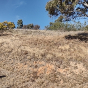 Themeda triandra at Chisholm, ACT - 6 Aug 2024