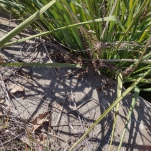 Lomandra longifolia at Chisholm, ACT - 6 Aug 2024 11:41 AM