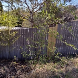 Phyllostachys aurea at Chisholm, ACT - 6 Aug 2024