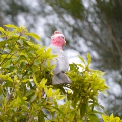 Eolophus roseicapilla (Galah) at Orient Point, NSW - 5 Aug 2024 by plants