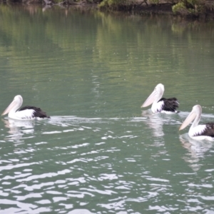 Pelecanus conspicillatus at Orient Point, NSW - 5 Aug 2024 10:34 PM