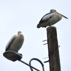 Pelecanus conspicillatus at Orient Point, NSW - 5 Aug 2024 10:34 PM