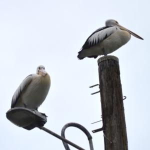 Pelecanus conspicillatus at Orient Point, NSW - 5 Aug 2024