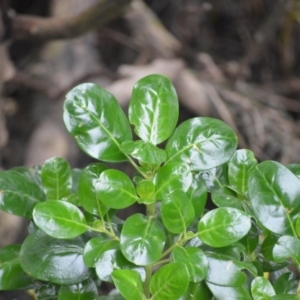 Coprosma repens at Orient Point, NSW - 5 Aug 2024