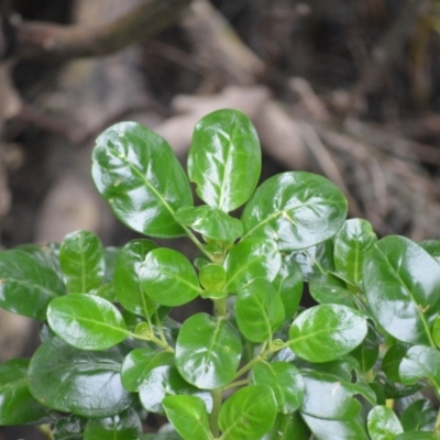 Coprosma repens (Mirror Bush) at Orient Point, NSW - 5 Aug 2024 by plants