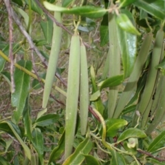 Parsonsia straminea (Common Silkpod) at Orient Point, NSW - 4 Aug 2024 by plants