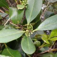 Aegiceras corniculatum (River Mangrove) at West Nowra, NSW - 5 Aug 2024 by plants