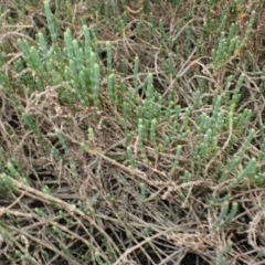 Salicornia quinqueflora (Bearded Samphire) at West Nowra, NSW - 5 Aug 2024 by plants