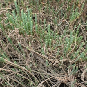 Salicornia quinqueflora at West Nowra, NSW - 5 Aug 2024