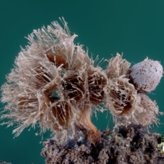 Alwisia lloydiae at Kianga, NSW - 4 Aug 2024 by Teresa