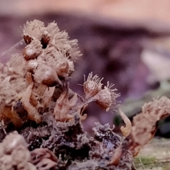 Alwisia lloydiae at Kianga, NSW - suppressed