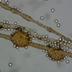 Alwisia lloydiae at Kianga, NSW - suppressed