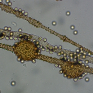 Alwisia lloydiae at Kianga, NSW - suppressed