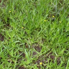 Cotula coronopifolia (Water Buttons) at West Nowra, NSW - 5 Aug 2024 by plants