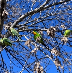 Polytelis swainsonii (Superb Parrot) at Wanniassa, ACT - 6 Aug 2024 by KathrineBz