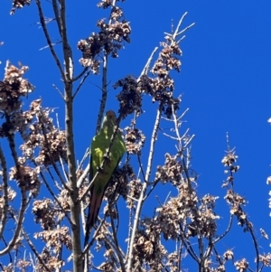 Polytelis swainsonii at Wanniassa, ACT - suppressed