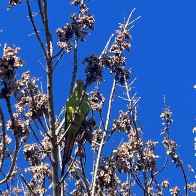 Polytelis swainsonii (Superb Parrot) at Wanniassa, ACT - 2 Aug 2024 by KathrineBz