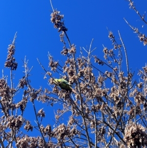 Polytelis swainsonii at Wanniassa, ACT - suppressed